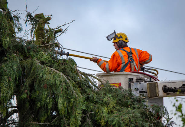 Trusted Marlette, MI Tree Services Experts