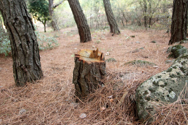 How Our Tree Care Process Works  in  Marlette, MI