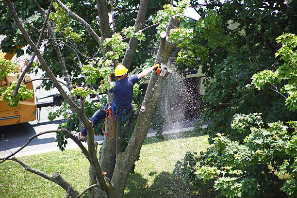 Tree and Shrub Care in Marlette, MI